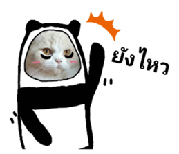 227755404