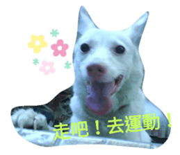 228143801