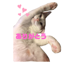 228393704