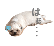 228504681