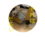 228504684