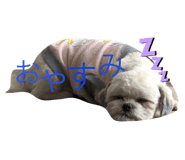 228504685
