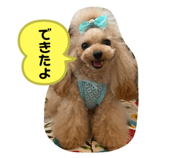228846428