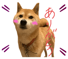 228853210
