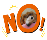 228870896
