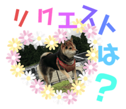 229084109