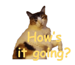 22938898