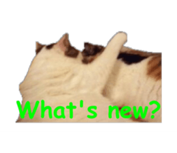 22938900