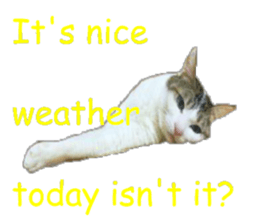 22938923