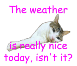 22938924