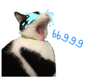 229417840