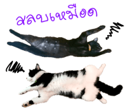 229417844