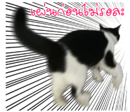 229417865