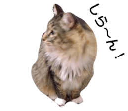 229581312