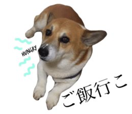 230082953