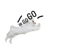 23053668