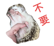230607273