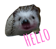 230607274