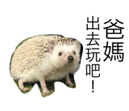 230607277
