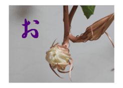 230613842