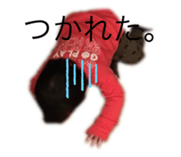 230766752