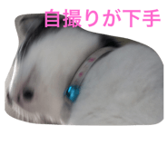 23109432