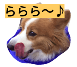 23236575