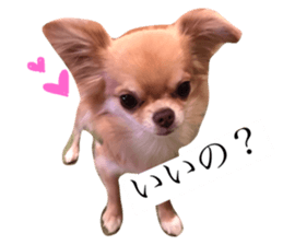 23248032