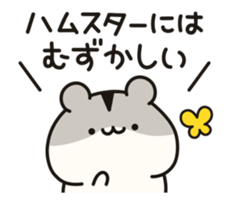 23262590