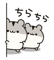 23262603