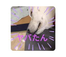 232717952
