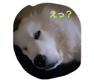 23290740