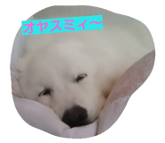 23290743