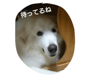 23290751