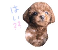 23300550