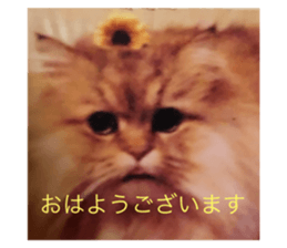 233257782