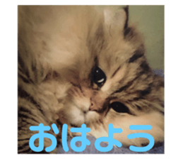 233257791