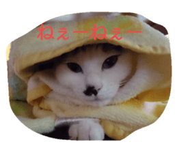 23327722