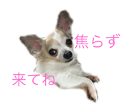 23328715