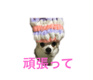 23328723