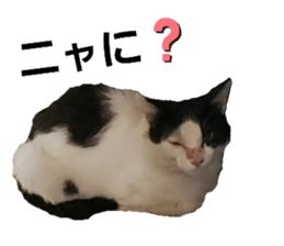 233325729
