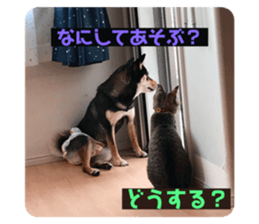 233555079