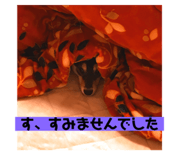 233555088