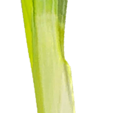 233902432