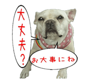 23393254