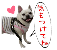 23393266