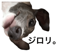 23405766