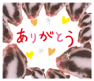 234116643