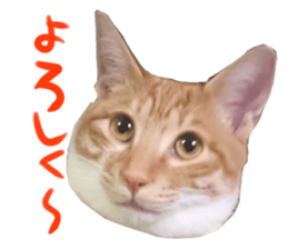 234588568