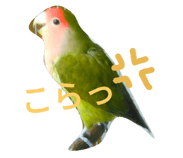 23524996